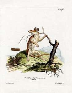 Nordamerikansk Opossum (färgad gravyr) av German School