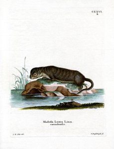 North American Otter (färgad gravyr) av German School