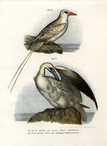 Northern Gannet, 1864 av German School