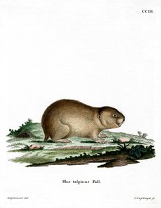 Northern Mole Sork (färgad gravyr) av German School