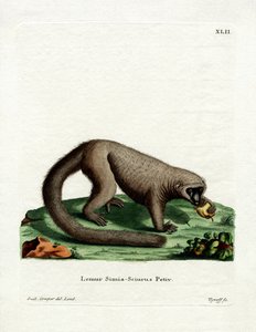 Northern Olingo (färgad gravyr) av German School