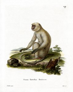 Northern Plains Grey Langur (färgad gravyr) av German School