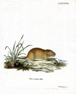 Northern Red-backed Vole (färgad gravyr) av German School