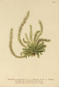 Nordlig spikmossa (Selaginella selaginoides, Selaginella spinulosa, Lycopodium selaginoides, Bernhardia spinosa) av German School