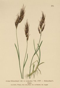 Havregräs (Avena Scheuchzeri, Avena versicolor, Avena alpina) av German School