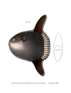 Ocean Sunfish (färg litho) av German School