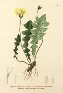 Luktande grissallad (Aposeris foetida) av German School