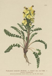 Oeders lusseört (Pedicularis versicolor, Pedicularis Oederi) av German School