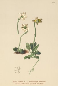 Enblommig vintergrön (Pirola uniflora, Pyrola uniflora, Moneses uniflora, Monesis uniflora) av German School