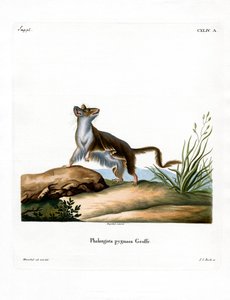 Opossum Mouse (färgad gravyr) av German School