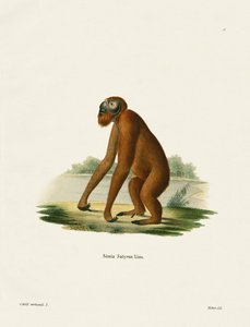 Orang-Outang (färgad gravyr) av German School