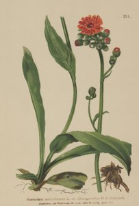 Orange hökgräs (Hieracium aurantiacum, Hieracium brunneocroceum, Pilosella aurantiaca) av German School