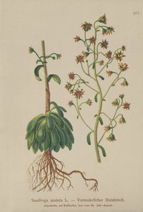 Orange saxifrage (Saxifraga mutata) av German School