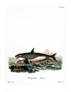 Orca (färgad gravyr) av German School