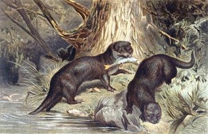 Otter, tallrik från "Brehms Tierleben: Allgemeine Kunde des Tierreichs", vol.1, s.670, utgiven av Bibliographisches Institut av German School