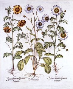Oxe Eye Daisy och Crown Daisy, från Hortus Eystettensis, av Basil Besler (1561-1629), pub. 1613 (handfärgad gravyr) av German School