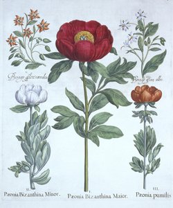 Paeonies and Borage, från Hortus Eystettensis, av Basil Besler (1561-1629), pub. 1613 (handfärgad gravyr) av German School
