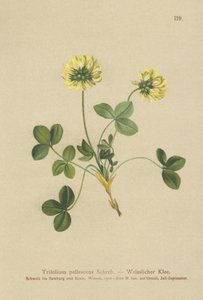 Blek klöver (Trifolium pallescens) av German School