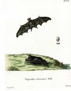 Pallas långtunga fladdermus (färgad gravyr) av German School