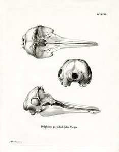 Pantropisk fläckig delfinskalle (färgad gravyr) av German School