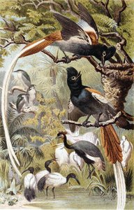 Paradise Flycatchers, tallrik från "Brehms Tierleben: Allgemeine Kunde des Tierreichs", vol 4, sid. 516, utgiven av Bibliographisches Institut av German School