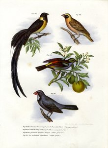 Paradise Whydah, 1864 av German School