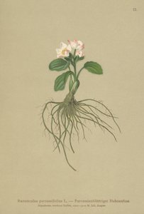 Parnassia-bladig kråkfot (Ranunculus parnassifolius) av German School