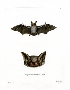 Particolored Bat (färgad gravyr) av German School