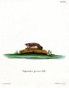 Particolored Bat (färgad gravyr) av German School
