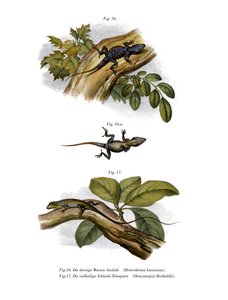 Peach Anole (färg litho) av German School
