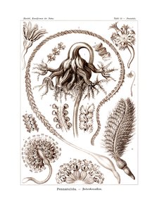 Pennatulida, 1899-1904 av German School