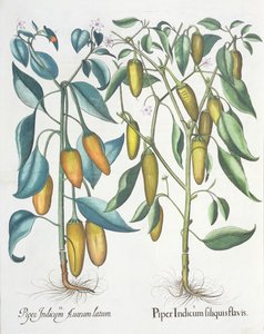 Paprika: 1. Piper indisk gul 2. Piper Indicum aureum latum, från Hortus Eystettensis av Basil Besler (1561-1629), pub. 1613 av German School