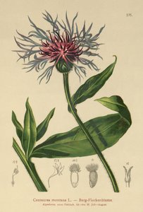 Perenn blåklint (Centaurea montana) av German School