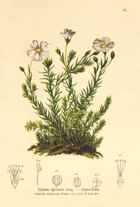 Flerårig lin (Alpenum, Linum perenne) av German School