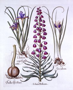 Persisk lilja och iris, från Hortus Eystettensis, av Basil Besler (1561-1629), pub. 1613 (handfärgad gravyr) av German School
