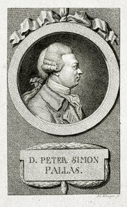Peter Simon Pallas. (1741 – 1811) (Linjestick) av German School