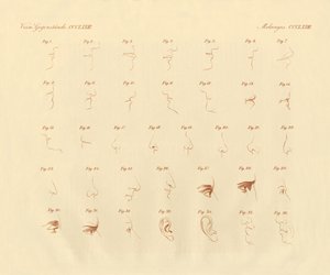 Fysiomik uttryck av sinnesorganet och de sammankopplade delarna (färgad gravyr) av German School
