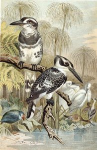 Pied Kingfisher, tallrik från "Brehms Tierleben: Allgemeine Kunde des Tierreichs", vol.5, s.60, utgiven av Bibliographisches Institut av German School