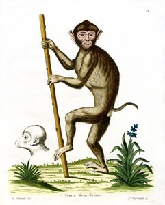 Grissvansmakak (färgad gravyr) av German School