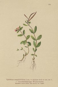 Pimpernel Willowherb (Epilobium anagallidifolium, Epilobium alpinum) av German School