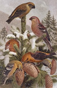 Pine Grosbeak and Crossbill, tallrik från Brehms Animal Life: General Knowledge of the Animal Kingdom, vol 4, sid. 314, utgiven av Bibliographic Institute, 1891 av German School
