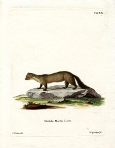 Pine Marten (färgad gravyr) av German School
