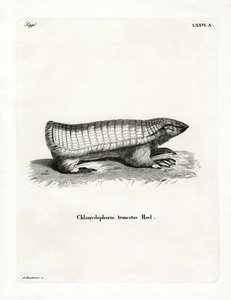 Pink Fairy Armadillo (färgad gravyr) av German School
