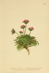 Pink Rock Jasmine (Androsace carnea) av German School