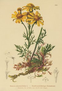 Pinnatbladig raggört (Senecio abrotanifolius, Jacobaea abrotanifolia) av German School
