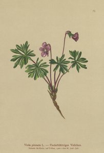 Pinnate Violet (Viola pinnata) av German School