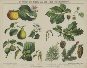 Växter (färg litho) av German School