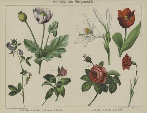 Växter (färg litho) av German School