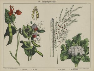 Växter (färg litho) av German School