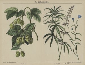 Växter (färg litho) av German School